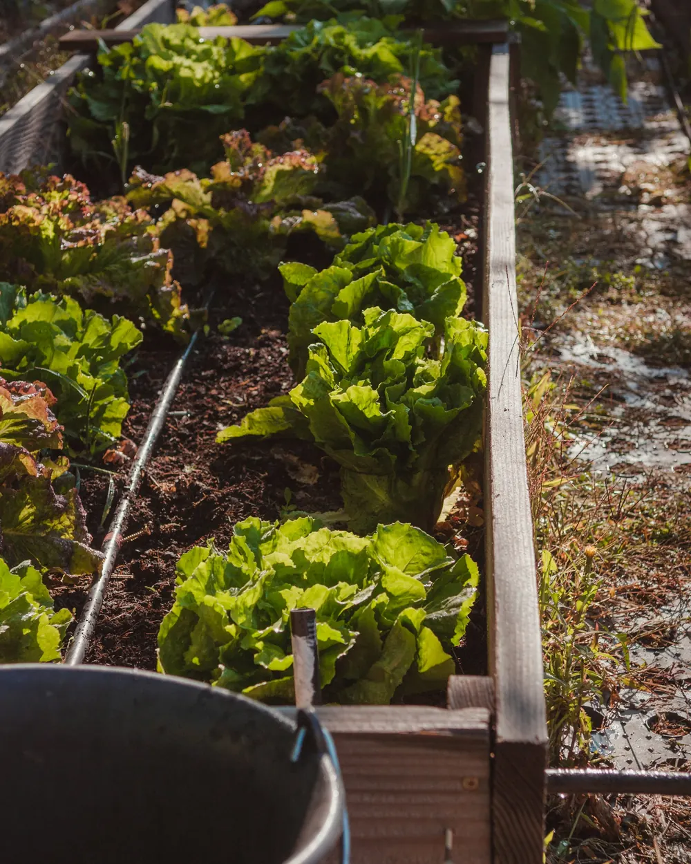 Lettuces growing in a long wooden raised bed with a drip irrigation line running along the soil