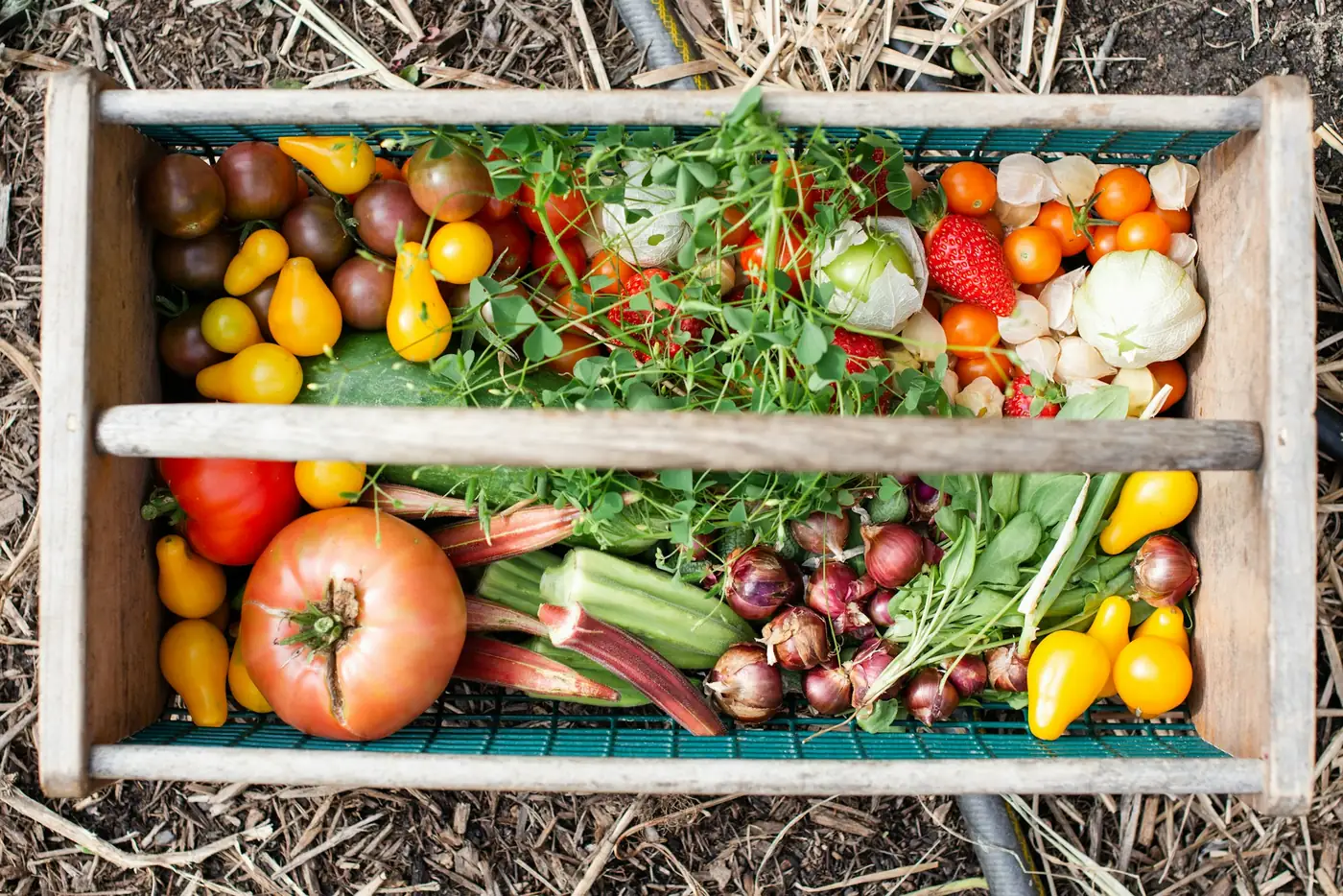 A wooden crate of freshly harvested tomatoes, peppers, chard, shallots and herbs resting on straw mulch