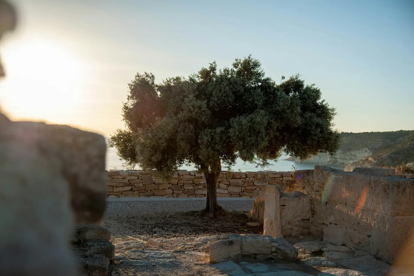 A single olive tree standing beside an old dry-stone wall in low evening sun