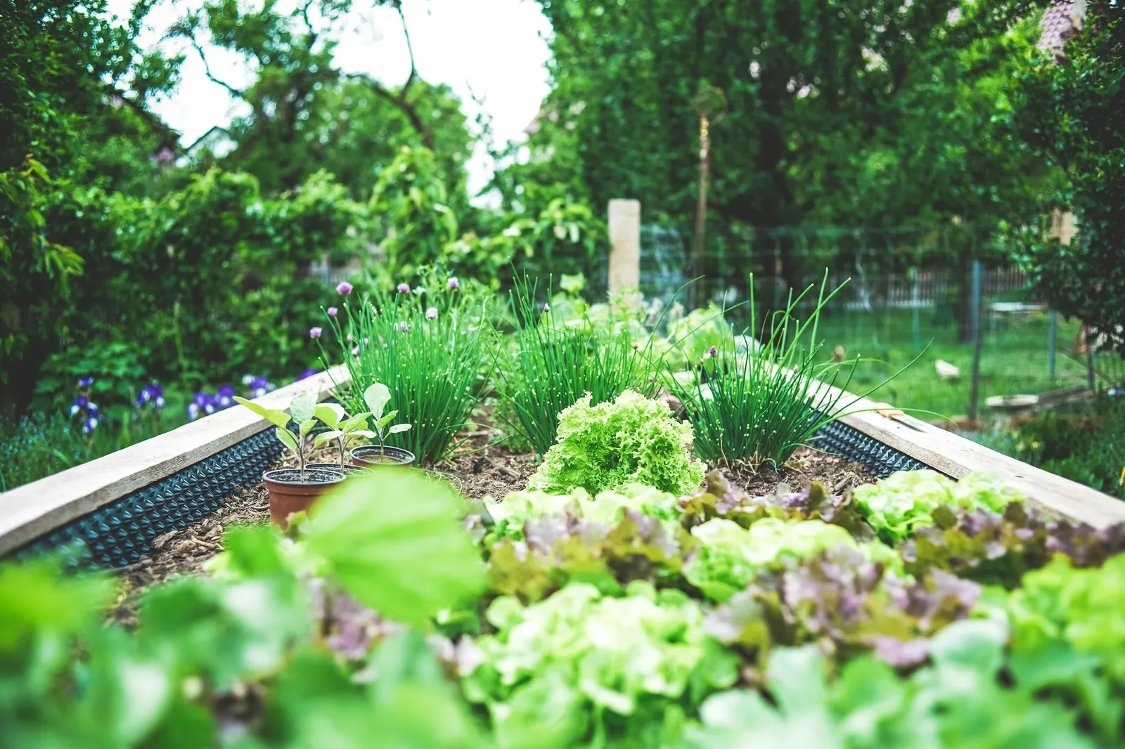 A wooden raised vegetable bed planted with red and green lettuces, chives and seedlings, with fruit trees and a leafy garden behind
